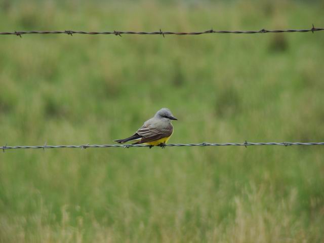 western kingbird...