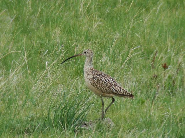 the long billed curlew...