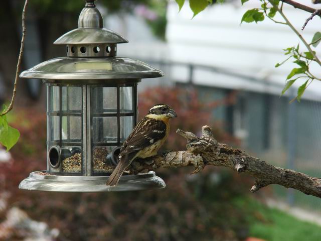 black-headed grosbeak...