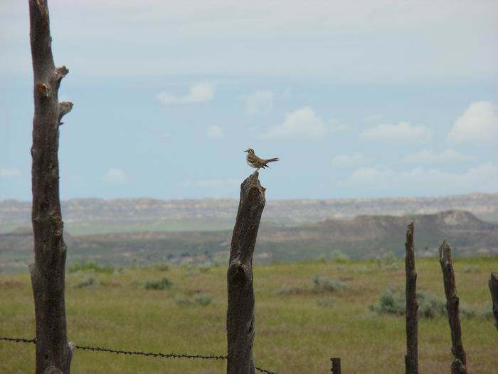 western medowlark, montana state bird....