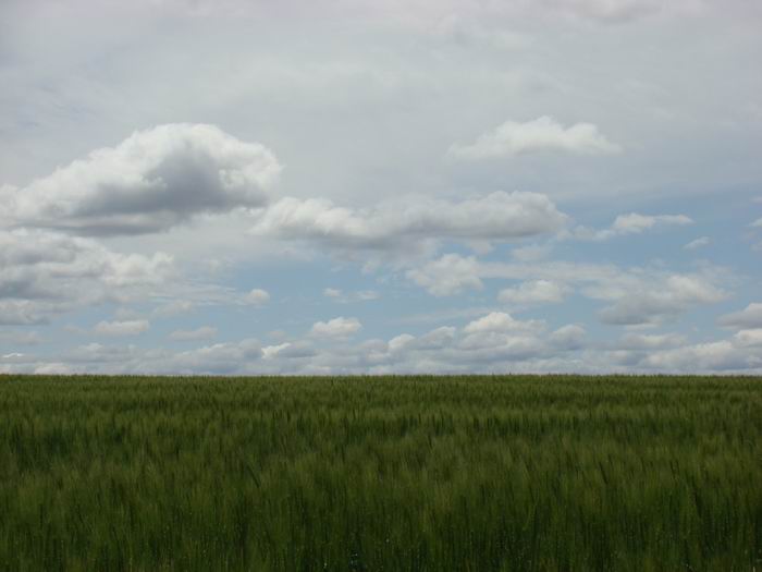 wheat feild at hathaway