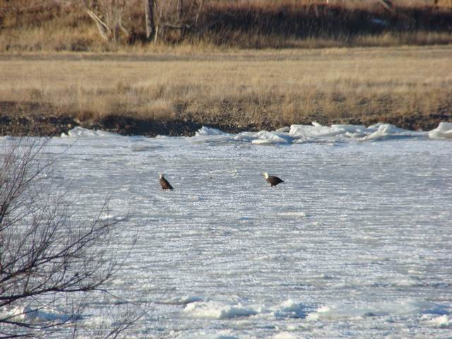 two bald eagles on the yellowstone...
