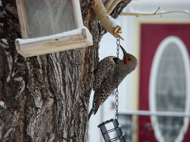 woodpecker...