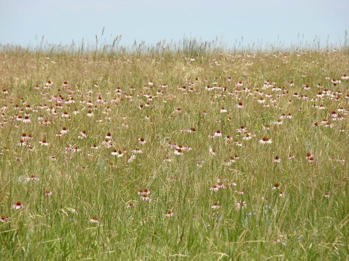 Echinacea on top of " Sentinal Butte, ND.....