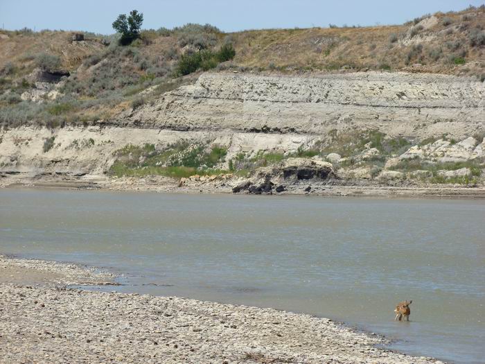 a fawn getting a drink in the Yellowstone.....