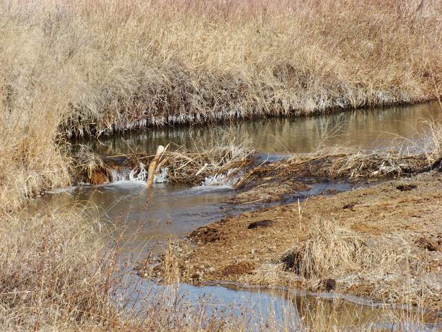 beaver dam...