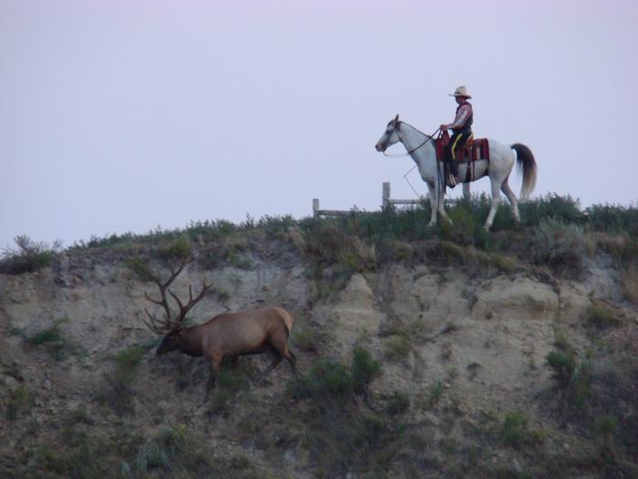 chasing the elk away....