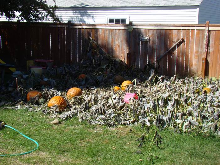 they took a hard frost...