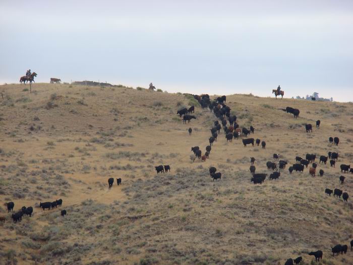 montana cattle drive...