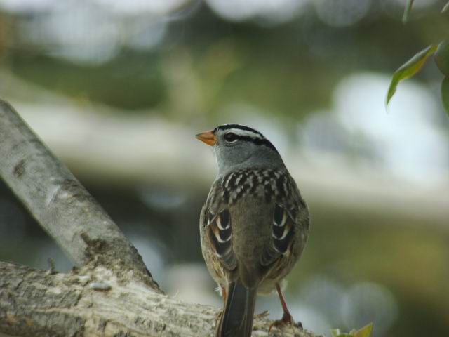 white-crested sparrow...