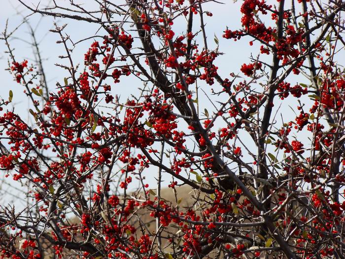 buffalo berries....