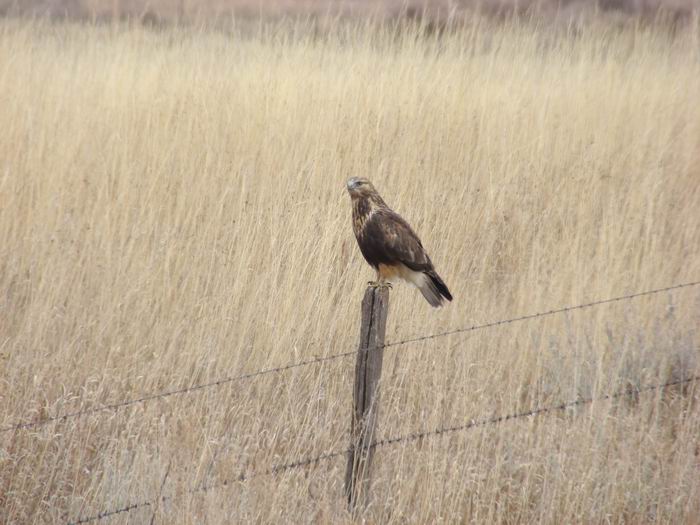 redtail hawk.....