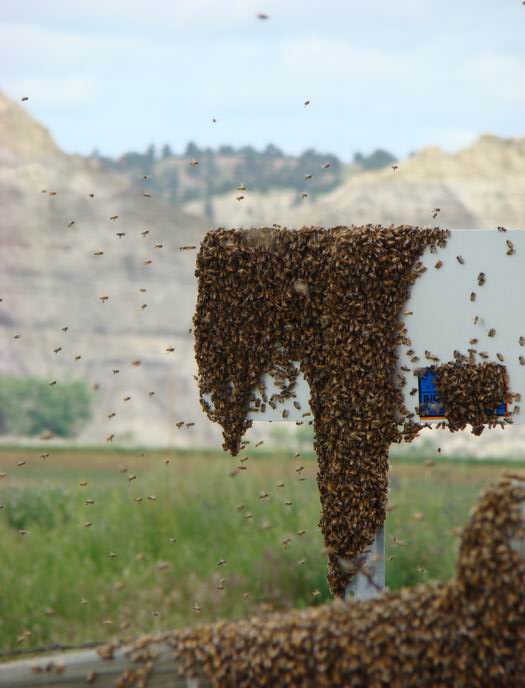honey bee's moving their hive....